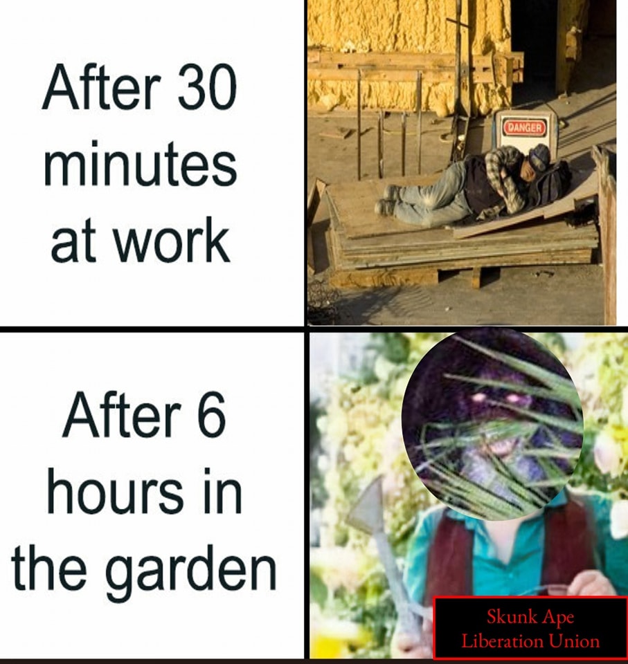 This meme is a humorous comparison between the typical 30-minute workday and a 6-hour workday in a garden. The left panel shows a person sleeping on a construction site, implying a long and exhausting workday. The right panel shows a person with a "Skunk Ape" mask, implying a long and exhausting day in a garden. The text "Skunk Ape Liberation Union" is likely a joke about the person's job being so exhausting that they're seeking a new job.
